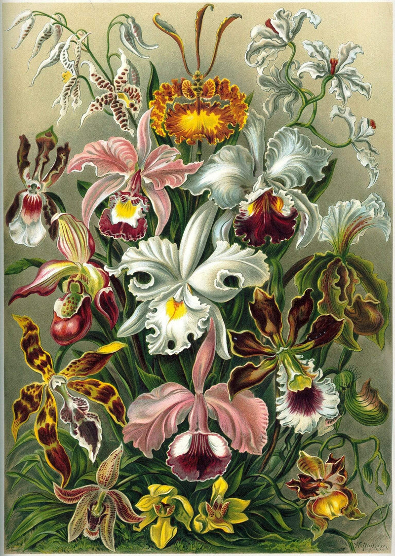 WALL OF ORCHIDS / LIFE MUST GO ON オリジナル版 Orchids Wooden Puzzle (380 Pieces) | Liminal Puzzle Co