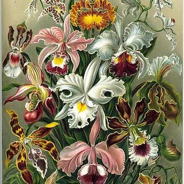 Orchids Wooden Puzzle (380 Pieces) | Liminal Puzzle Co